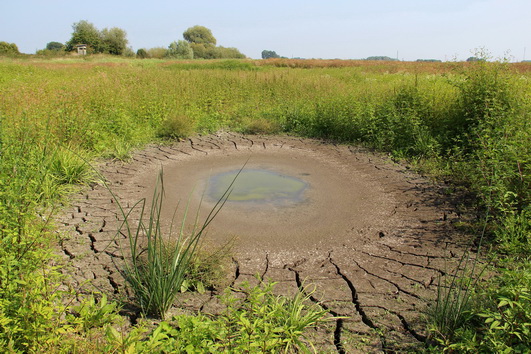 Ausgetrocknetes Kleingewässer Emmericher Ward NABU Heine 531
