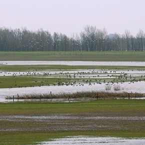 Hochwasser und rastende Vögel in der Emmericher Ward