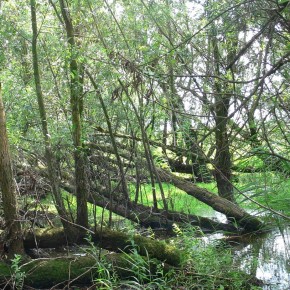  Floodplain forest in the Emmericher Ward