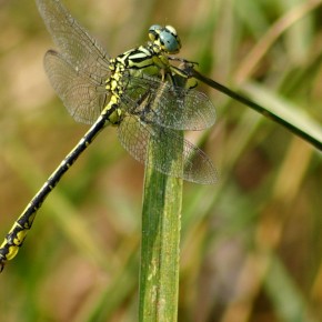 River clubtail inhabits banks of large rivers