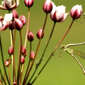 “Marriage“ of southern emerald damselflies on a flowering rush