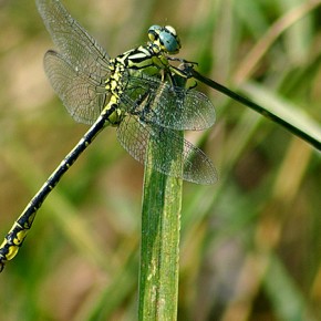 Yellow-legged dragonfly